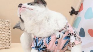 shein hawaiian shirts for pets