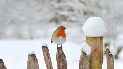 robin in the snow