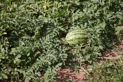 Watermelon Vines In The Garden