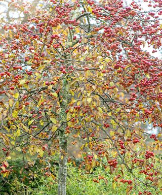 Close-up image of the vibrant winter red berries of the Crab apple tree Malus Evereste