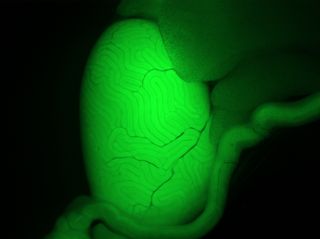 Testicular Sertoli cells expressing Green Fluorescent Protein