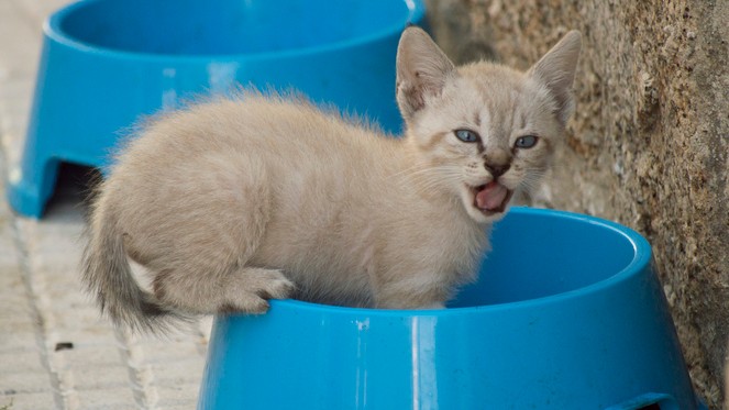 kitten feeding