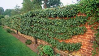 brick garden wall covered in pear trees