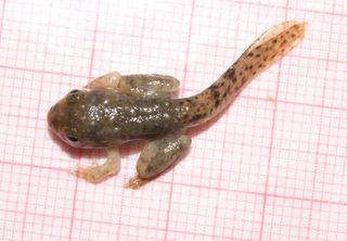 Goliath froglets are smaller than 0.7 inches (18 millimeters) when they leave the nursery pond.