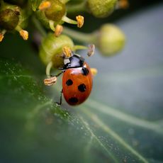 A ladybug on a flower