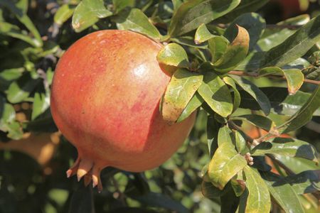 Pomegranates On Tree With Curling Leaves