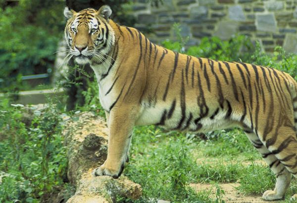 Why are tigers orange when their surroundings are mainly green