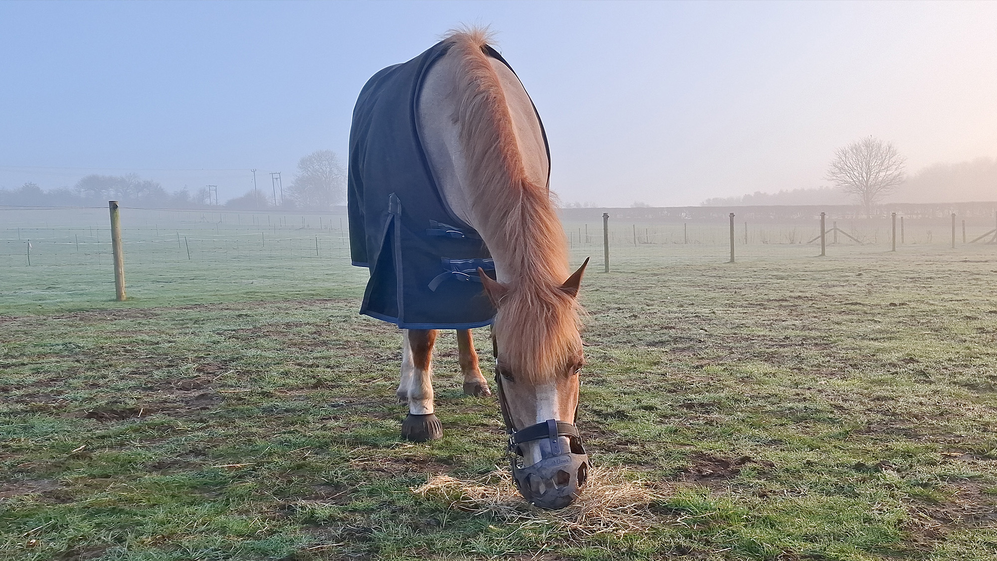 Horse wearing grazing muzzle