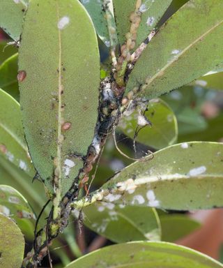 Rhododendron leaves infested with scale insects