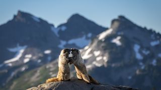 Marmots spar with each other, fighting over the best flowers on the slopes of Mount Rainier
