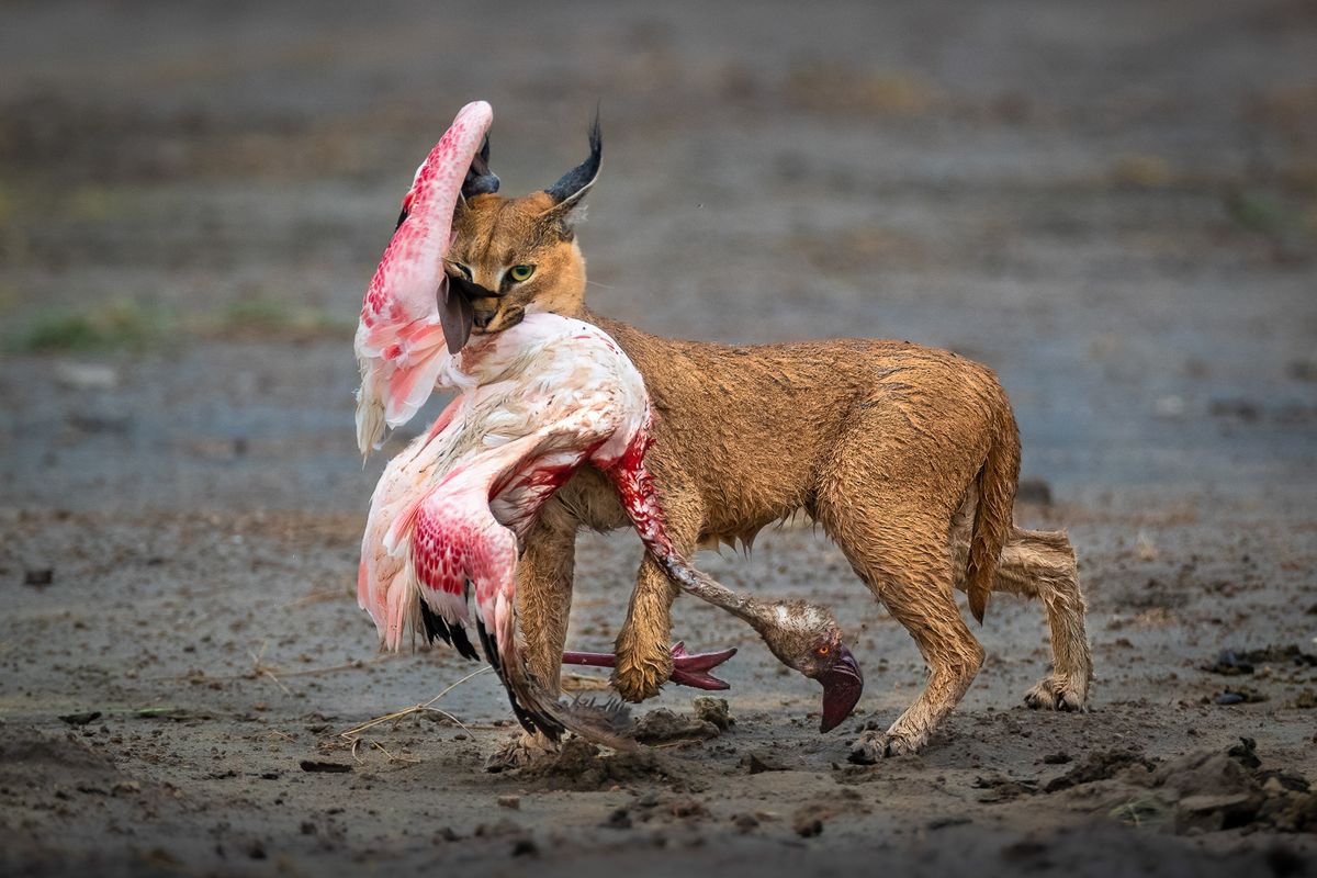 Winners of Nature TTL&#039;s Photographer of the Year competition 2022