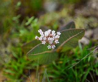 Small white flowers of the sandhill milkweed plant