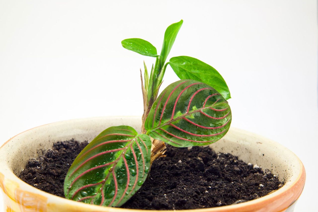 Potted Red Veined Prayer Plant