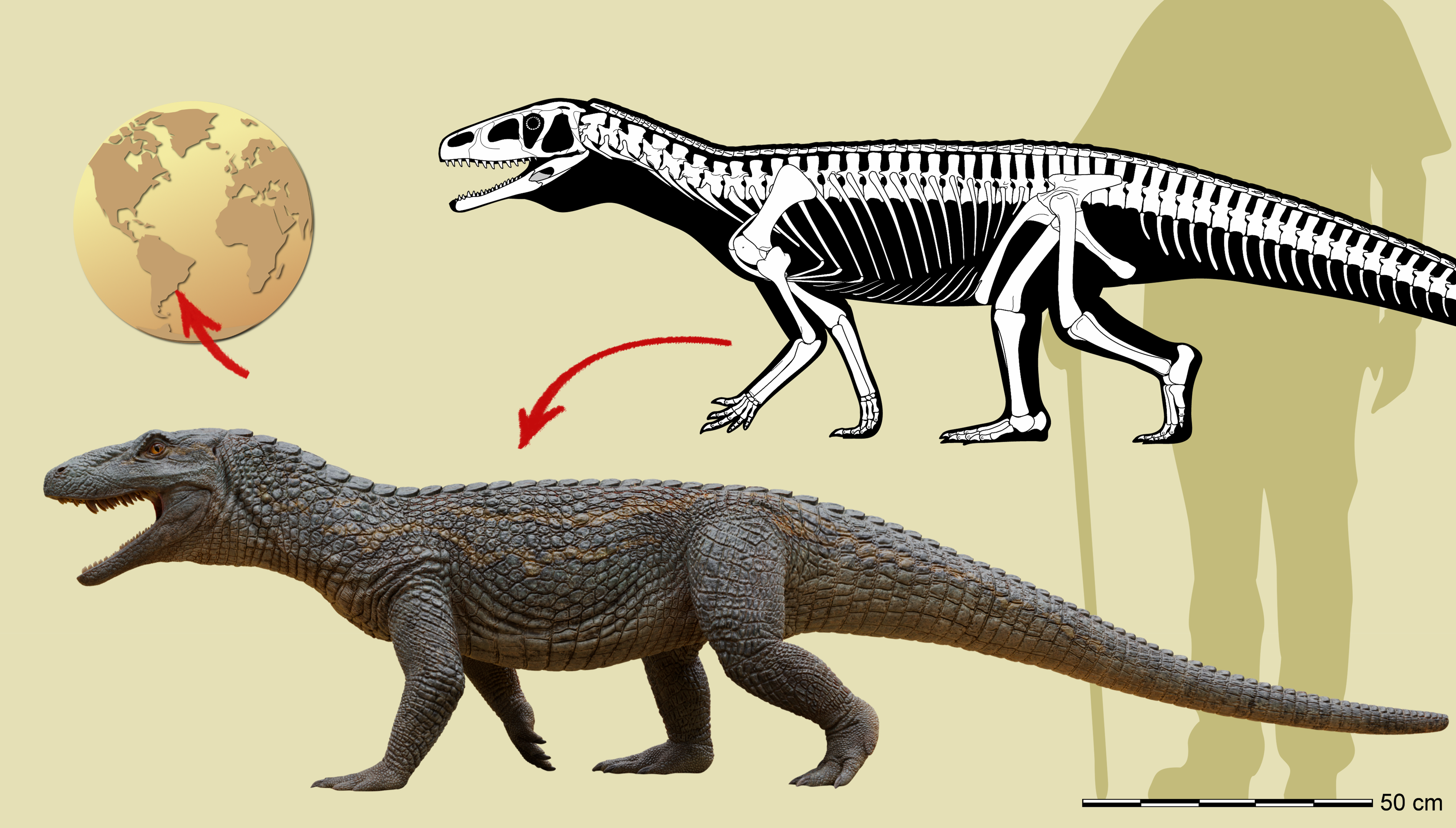 Infographic showing size and skeletal structure of Tainrakuasuchus bellator.