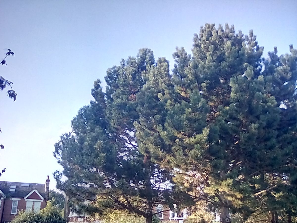 HDR has largely fixed the overexposure issue, but weird gradients in the sky give the image an unnatural look.