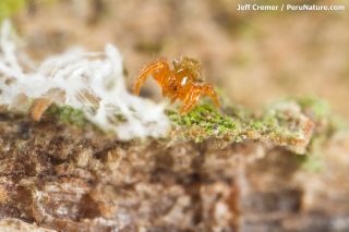 spider hatched from strange formation