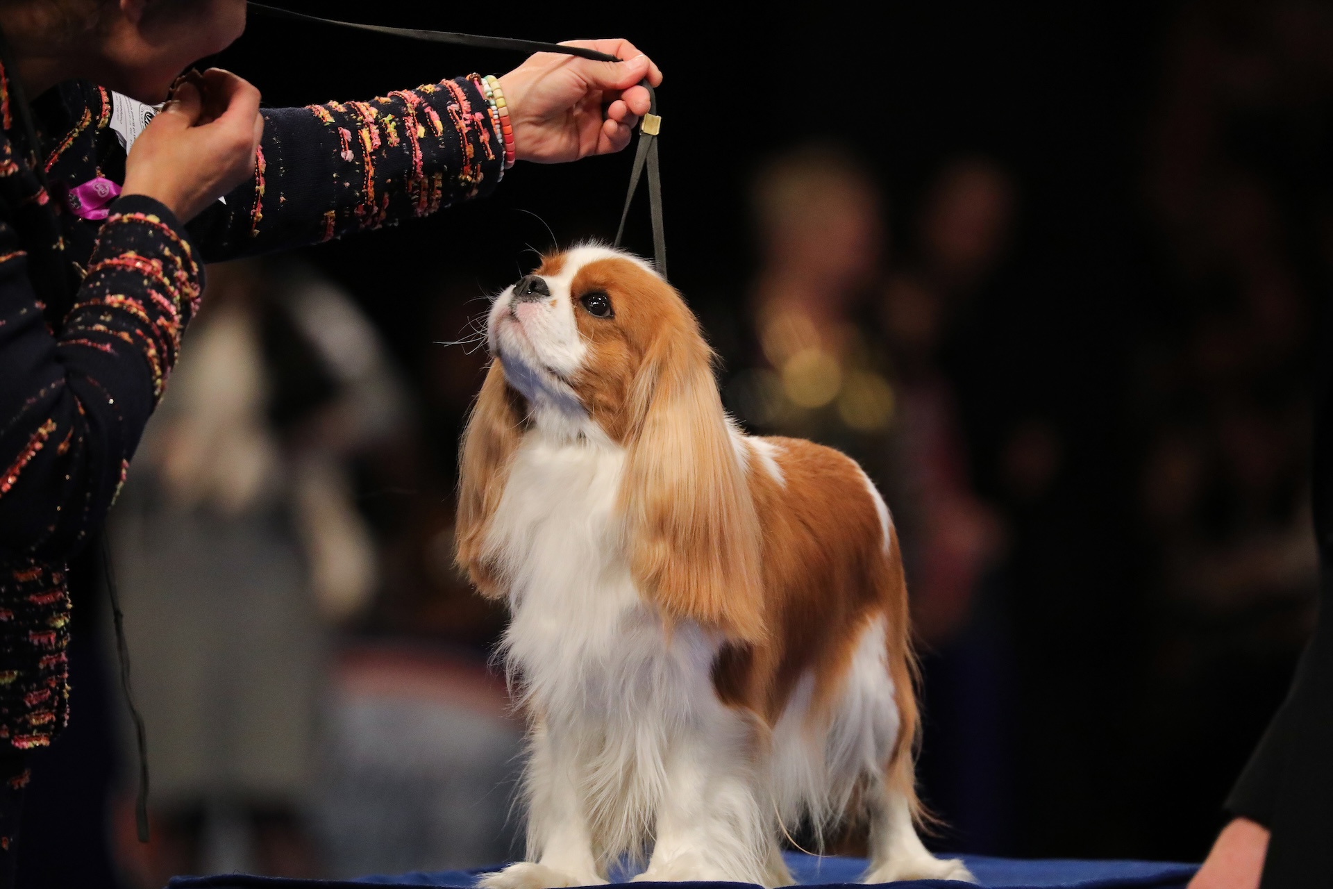Cavalier King Charles Spaniel standing looking up