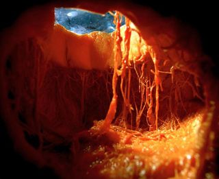 This piece, titled 'Post Ocular' reveals the inside of a pumpkin in a whole new light