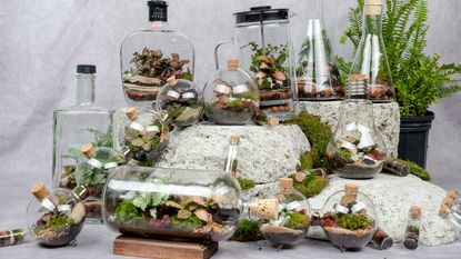 terrariums