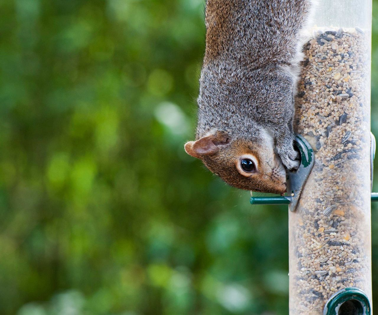 Blocky Squirrel How to keep squirrels away from bird feeders: 5 expert tips | Homes and ...