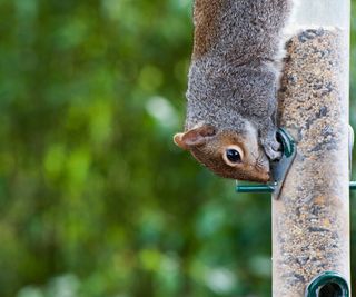squirrel upside down on bird feeder
