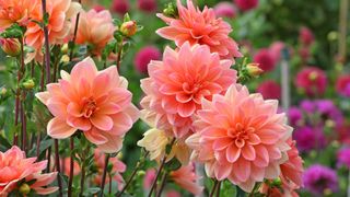 peachy-pink dahlias in garden