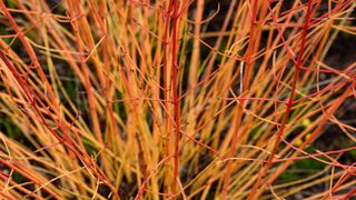 colourful stems of cornus 'Midwinter'