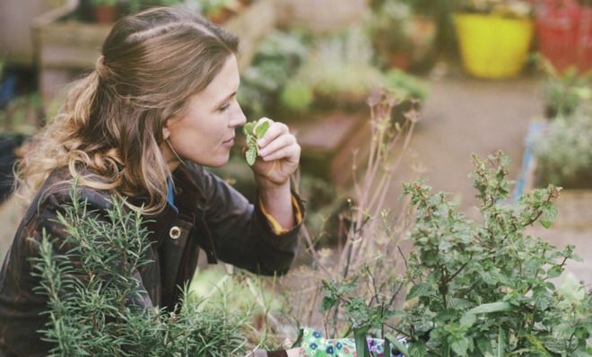 Urban garden