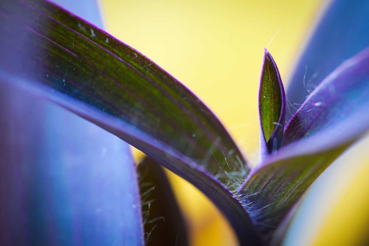 Sample image taken with the Sony FE 100mm f/2.8 Macro GM OSS lens using a Sony A7R V