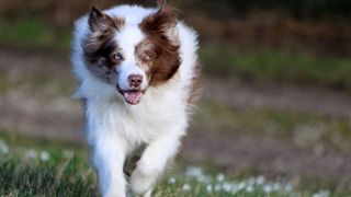 Australian shepherd running outside