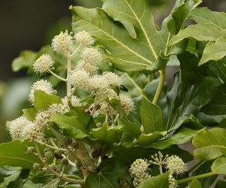 fatsia japonica in bloom in the fall