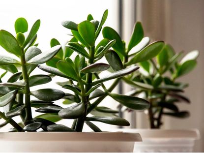 Indoor Potted Jade Plants