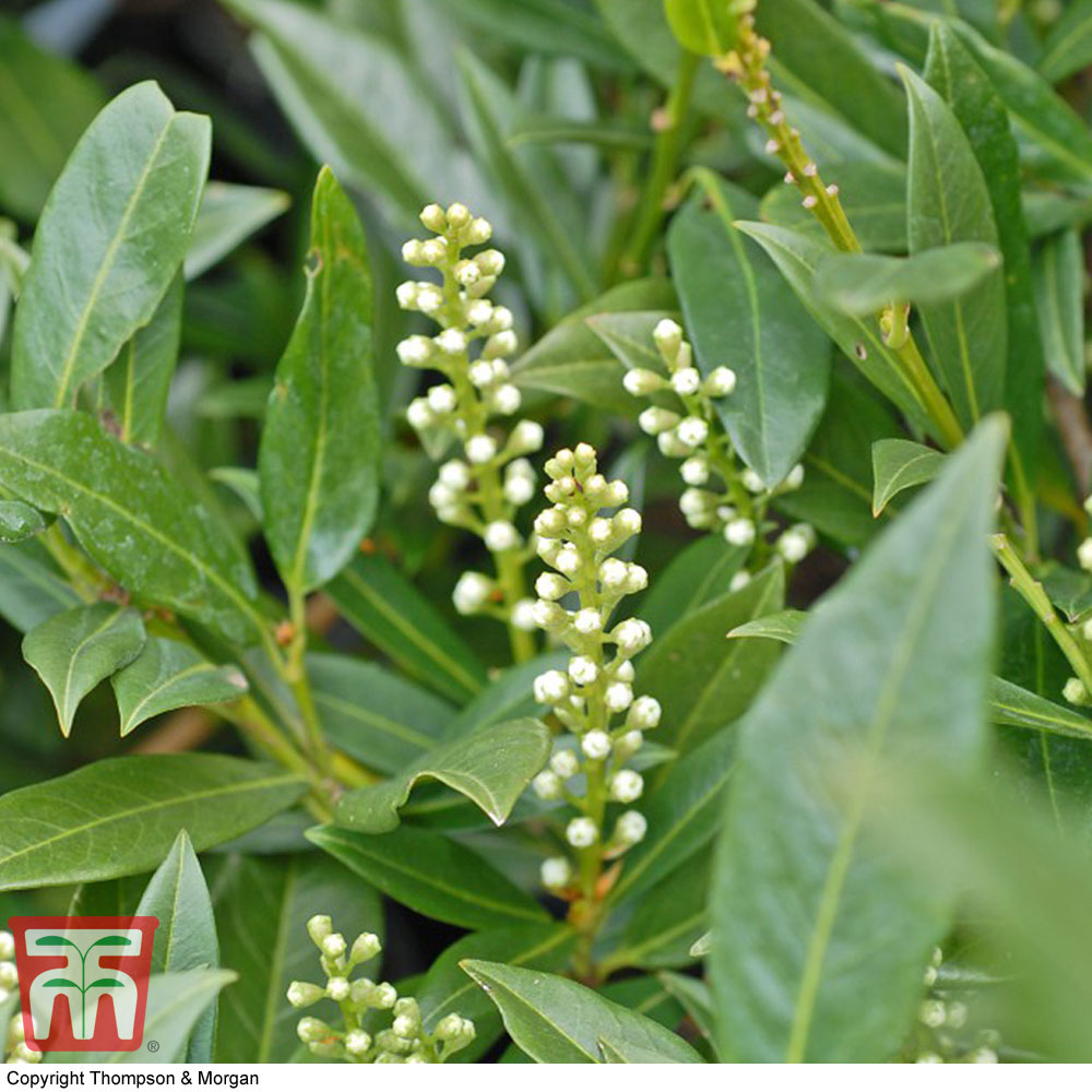Prunus Laurocerasus 'otto Luyken' (hedging)
