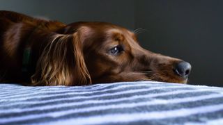 how to choose pain relief for dogs