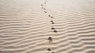 Footprints on sand