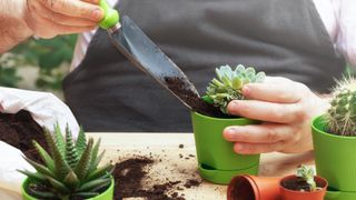 A gardener filling a small plant pot on a workbench