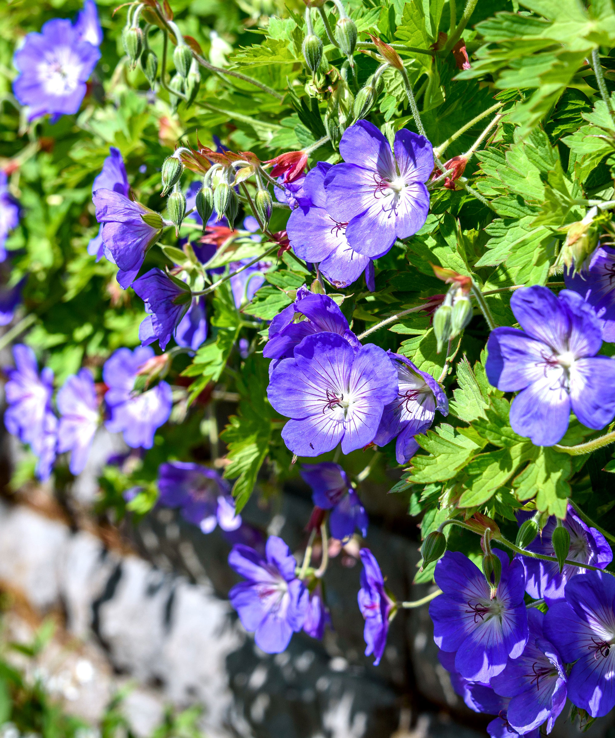 purple hardy geranium flowers in large planter