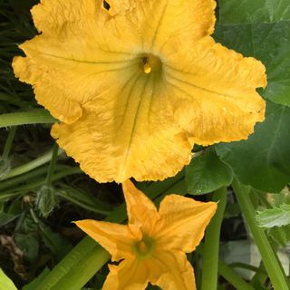 A close-up of pumpkin flowers