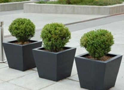 Three Spherical Shrubs Growing In Black Containers