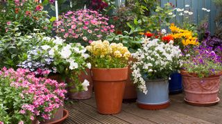picture of a collection of flowers in pots on wooden decking