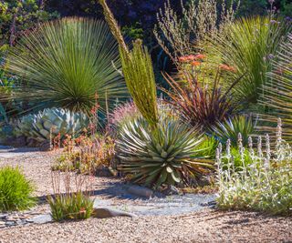 drought tolerant planting with agave,phormium, stachys byzantina