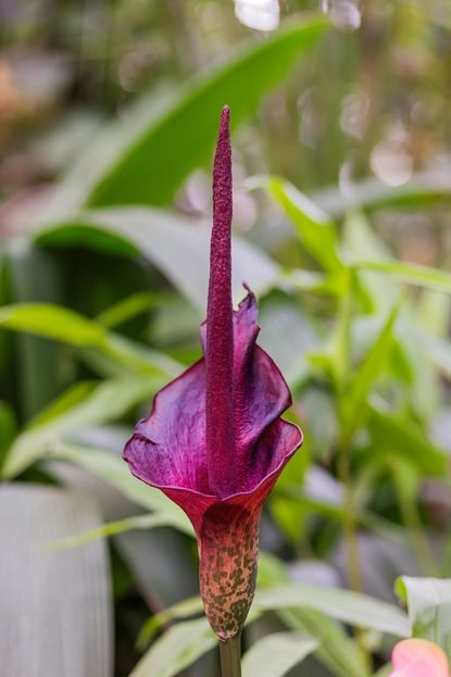 Magenta Voodoo Lily Bulb