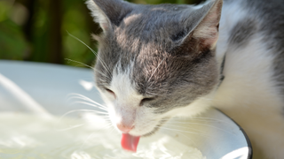 Cat drinking water from a wide and shallow bowl