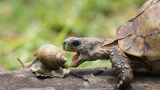 Tortoise attacking a snail