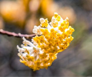 Edgeworthia