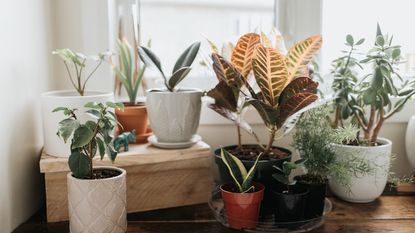 multiple indoor plants near window