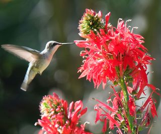 hummingbird feeding on nectar of red cardinal flower