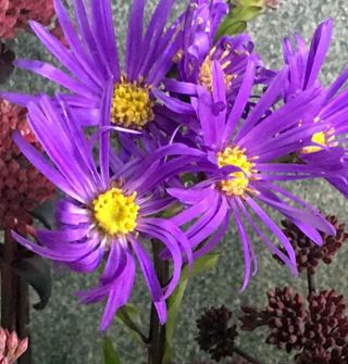 Aster - cottage garden plants