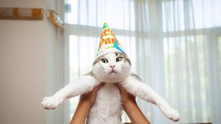 Person holding white cat up with party hat on