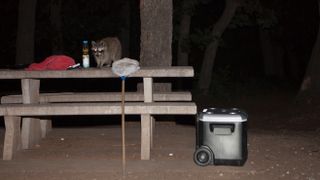 Raccoon on picnic table at night